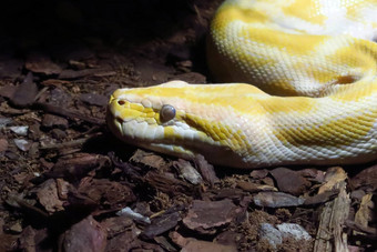 头白化python