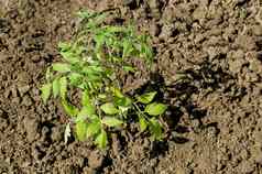 有机农业番茄绿色房子植物幼苗