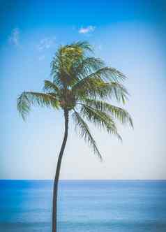 复古的单棕榈树夏威夷