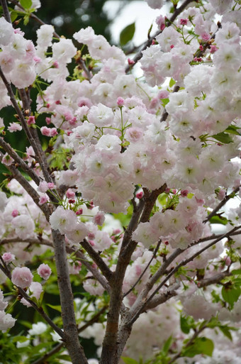 樱花樱桃花开花