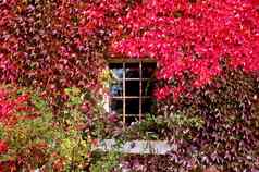 窗口秋天树叶