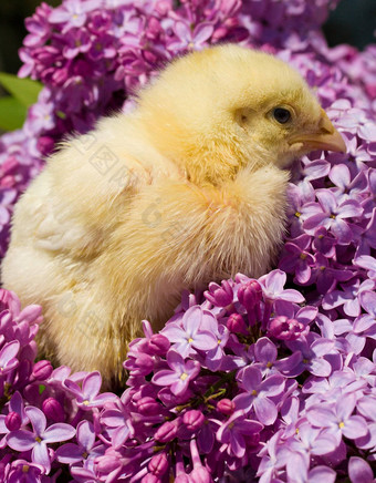 小鸡淡紫色花