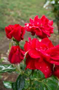红色的玫瑰雨
