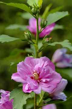 美丽的紫罗兰色的芙蓉花园