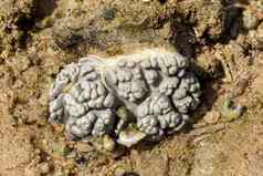 大脑珊瑚低潮印尼