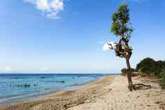 梦想海滩巴厘岛印尼重镇penida岛