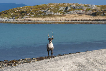 缰绳reindear