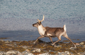 缰绳reindear