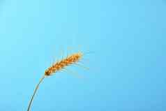 小麦成熟的耳朵斯派克清晰的蓝色的天空