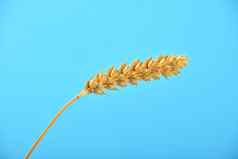 小麦成熟的耳朵斯派克清晰的蓝色的天空