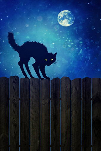 黑色<strong>的猫</strong>木栅栏晚上