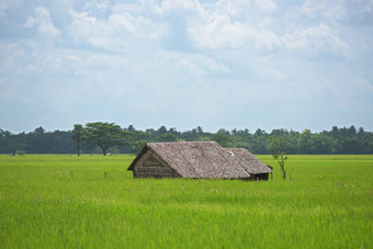 农场房子大米字段缅甸