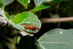 棕色（的）食蚜蝇食蚜蝇科