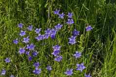 精致的紫色的野花风信子风铃帕图拉草地