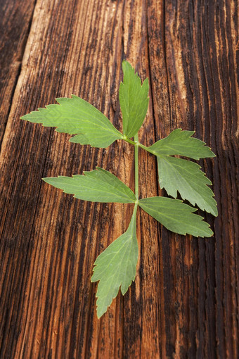 新鲜的独活草草