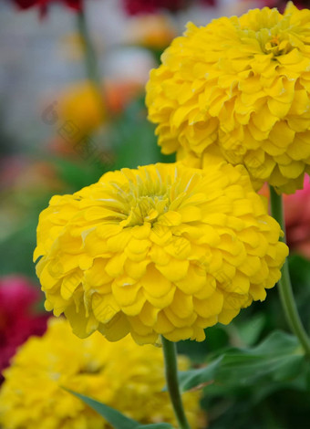 Yelow<strong>菊</strong>花