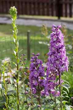 紫色的飞燕草花花园