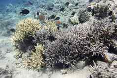 色彩斑斓的珊瑚礁硬珊瑚热带海水下