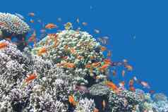 珊瑚礁异国情调的鱼anthias热带海水下