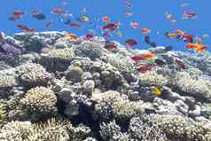 色彩斑斓的珊瑚礁异国情调的鱼热带海水下
