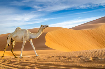 骆驼走沙漠