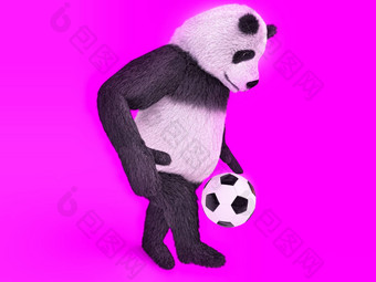触碰可爱的熊猫足球球员追逐足球球脚紫色的背景杂耍球熊