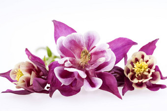 紫色的花耧<strong>斗</strong>菜寻常的白色背景