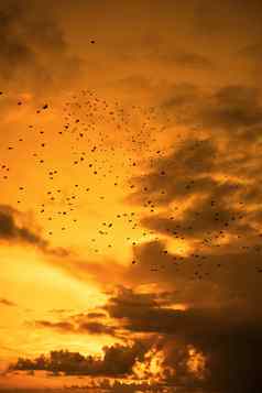 羊群欧掠鸟飞行美丽的黄色的日落天空