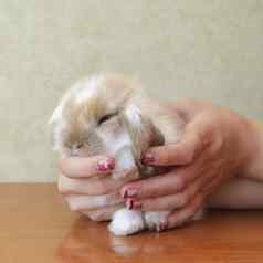 可爱的砍伐有耳的婴儿兔子