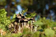 集群小thin-stalked蘑菇