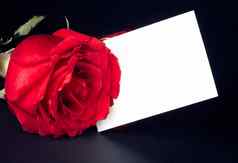 红色的玫瑰空白礼物卡文本黑色的背景