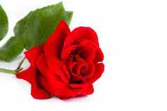 红色的玫瑰白色背景空间文本爱概念