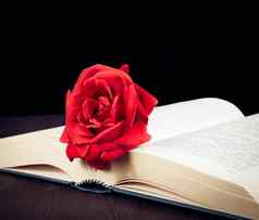 红色的玫瑰开放书空间文本