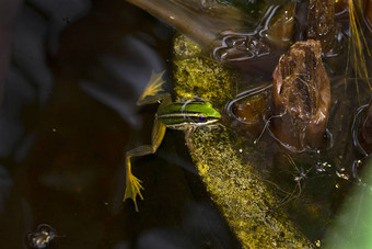 绿色青蛙浮动水