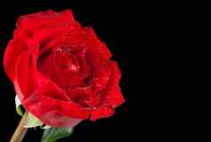红色的玫瑰黑色的背景空间文本情人节一天爱概念
