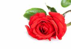 红色的玫瑰树叶白色背景空间文本情人节一天爱概念