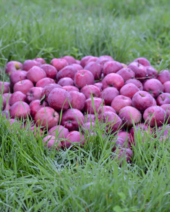 苹果水果10月准备好了收获果园