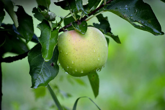 苹果水果10月准备好了收获果园