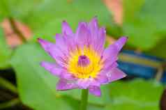水花被称为莲花池塘包围弗洛