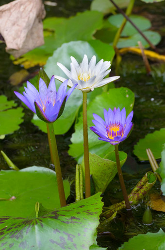 水花被称为<strong>莲花池</strong>塘包围弗洛