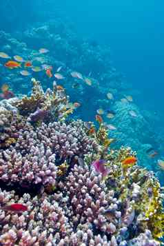 色彩斑斓的珊瑚礁异国情调的鱼热带海