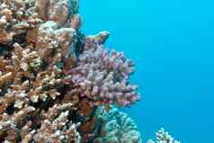 珊瑚礁粉红色的pocillopora珊瑚热带海水下