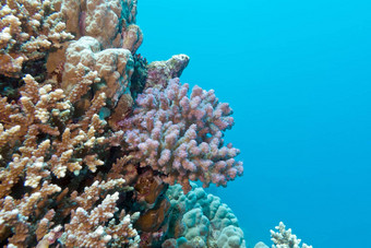 <strong>珊瑚</strong>礁<strong>粉</strong>红色的pocillopora<strong>珊瑚</strong>热带海水下