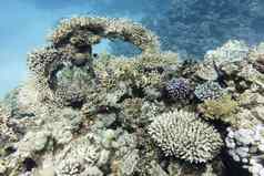 色彩斑斓的珊瑚礁硬珊瑚热带海水下