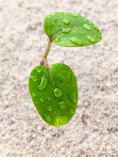 关闭雨滴年轻的植物日益增长的春天时间求