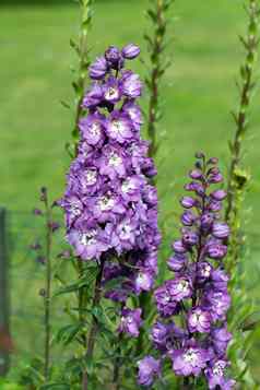 紫色的飞燕草花花园