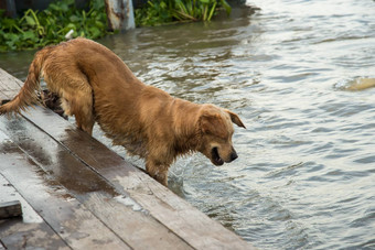 金街礁狗玩运河水