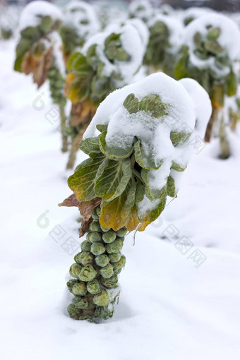 布鲁塞尔豆芽雪