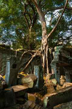 树墙prohm寺庙