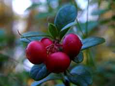 森林布什小红莓